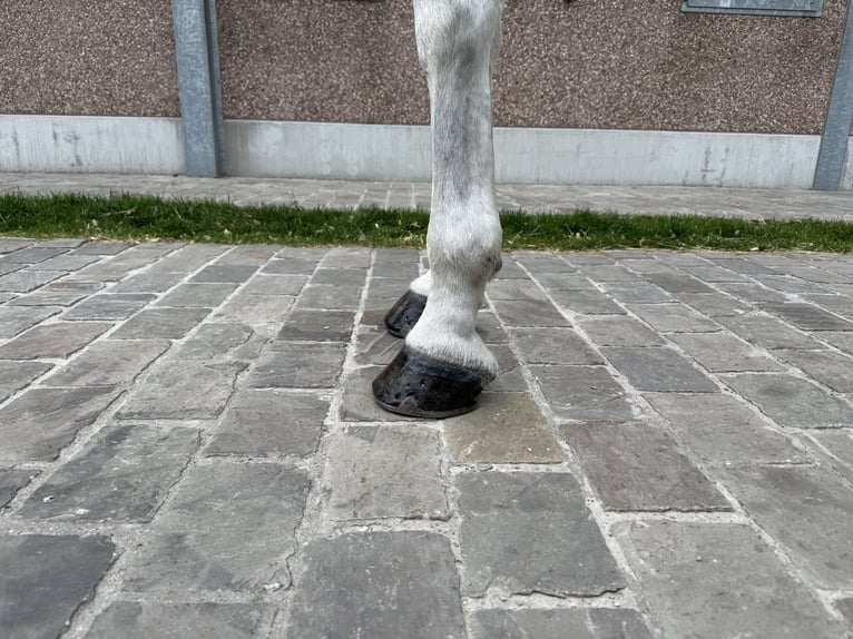 Zangersheide Caballo castrado 8 años 170 cm Tordo in GROTE-BROGEL