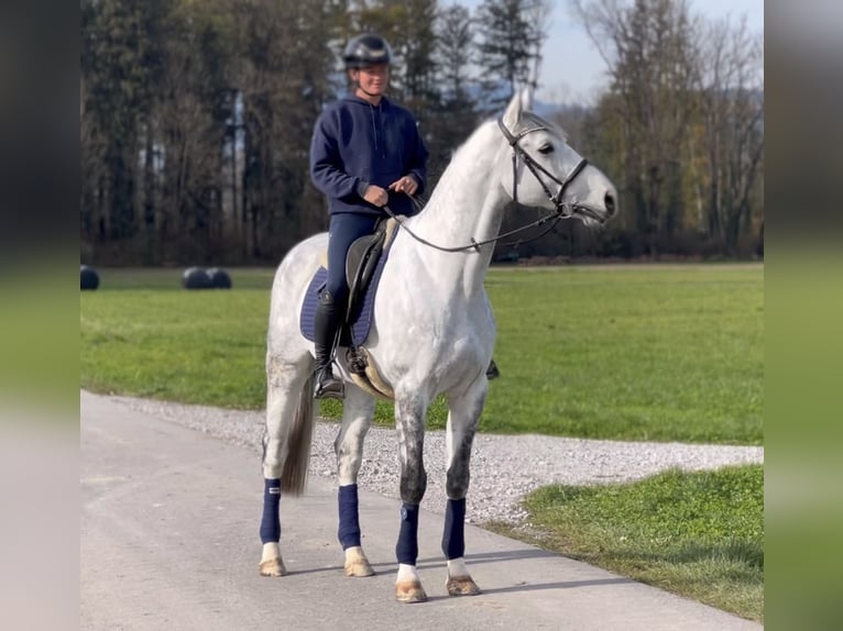 Zangersheide Caballo castrado 8 años 170 cm Tordo rodado in Schlins