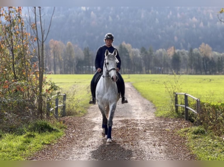 Zangersheide Caballo castrado 8 años 170 cm Tordo rodado in Schlins