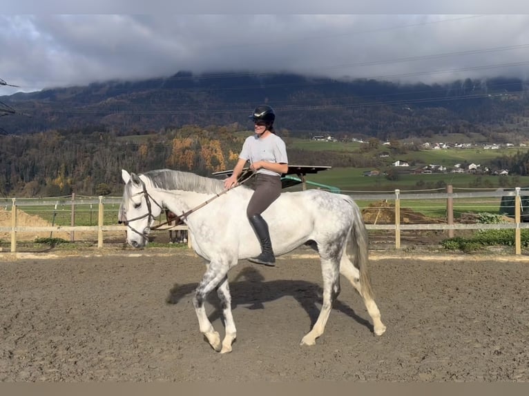 Zangersheide Caballo castrado 8 años 170 cm Tordo rodado in Schlins