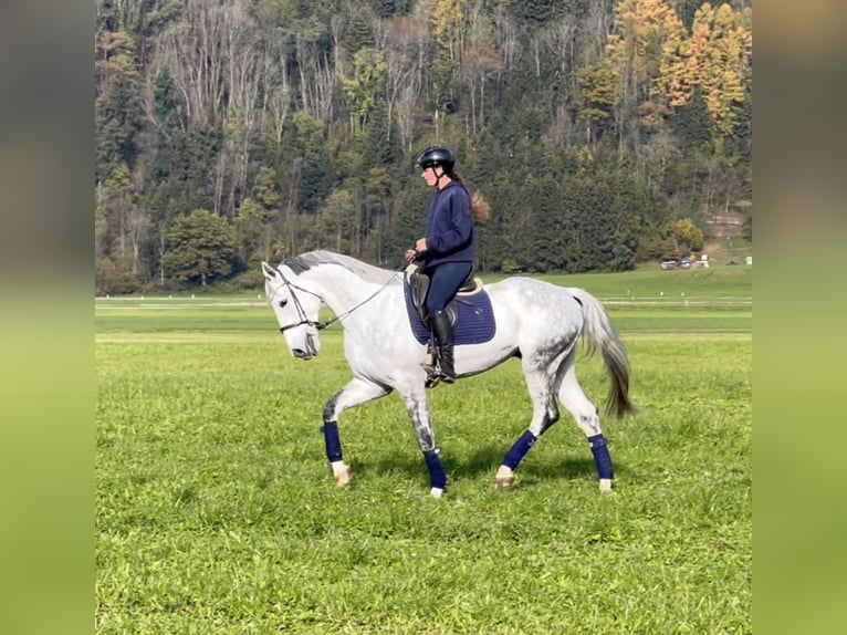 Zangersheide Caballo castrado 8 años 170 cm Tordo rodado in Schlins