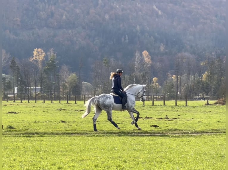 Zangersheide Caballo castrado 8 años 170 cm Tordo rodado in Schlins