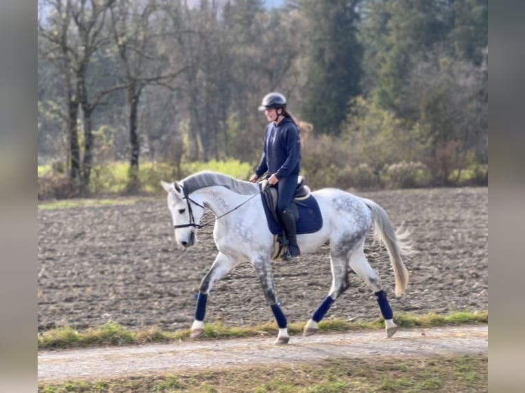 Zangersheide Caballo castrado 8 años 170 cm Tordo rodado in Schlins