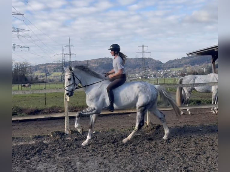 Zangersheide Caballo castrado 8 años 170 cm Tordo rodado in Schlins