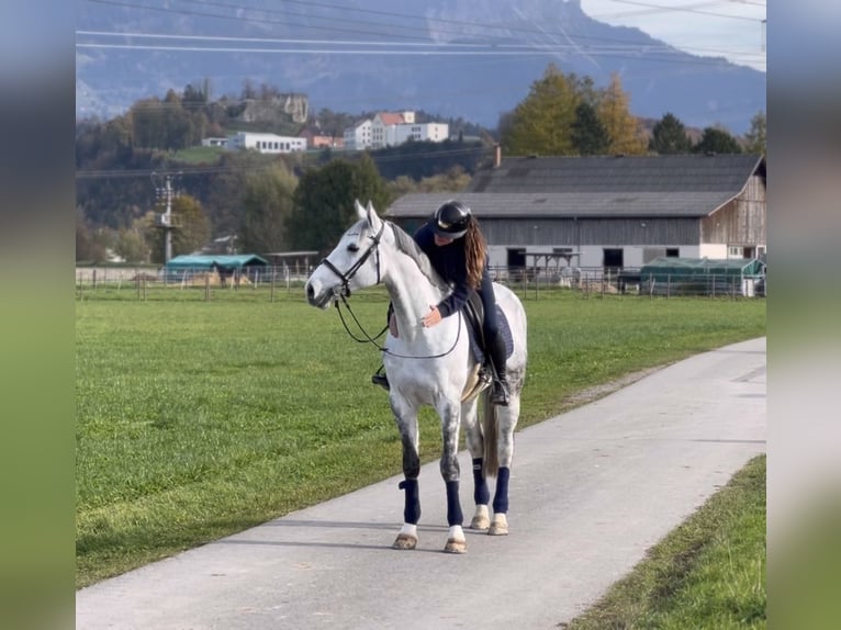 Zangersheide Caballo castrado 8 años 170 cm Tordo rodado in Schlins