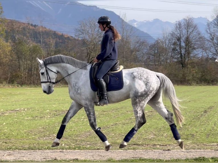 Zangersheide Caballo castrado 8 años 170 cm Tordo rodado in Schlins