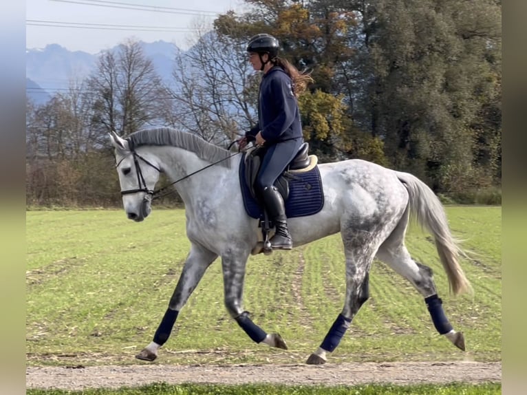 Zangersheide Caballo castrado 8 años 170 cm Tordo rodado in Schlins