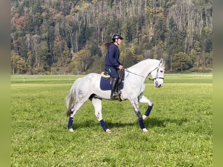 Zangersheide Caballo castrado 8 años 170 cm Tordo rodado in Schlins