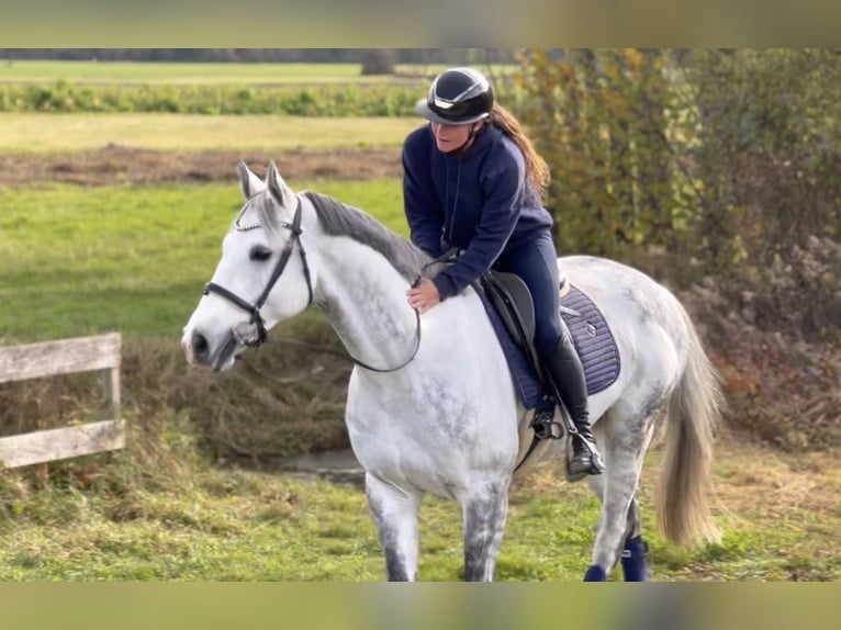 Zangersheide Caballo castrado 8 años 170 cm Tordo rodado in Schlins