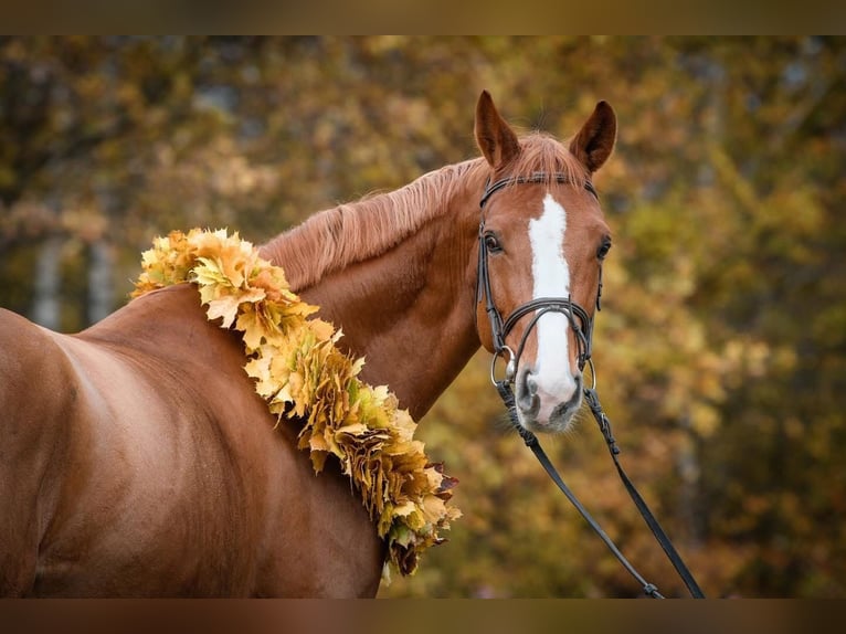 Zangersheide Caballo castrado 8 años 172 cm Alazán-tostado in Chomutov