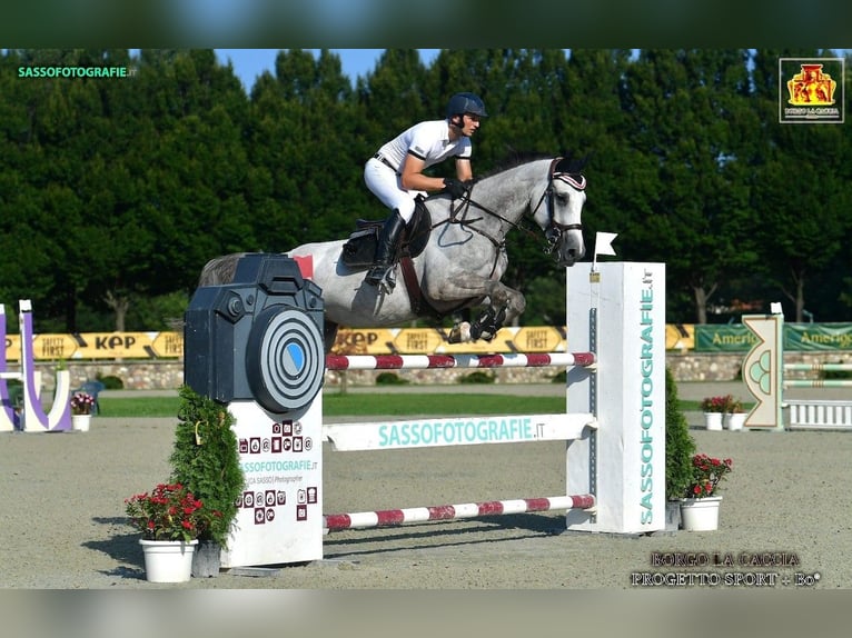 Zangersheide Caballo castrado 8 años 172 cm Tordo in GROTE-BROGEL