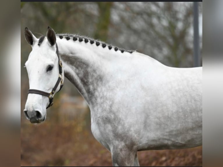 Zangersheide Caballo castrado 8 años 172 cm Tordo in GROTE-BROGEL