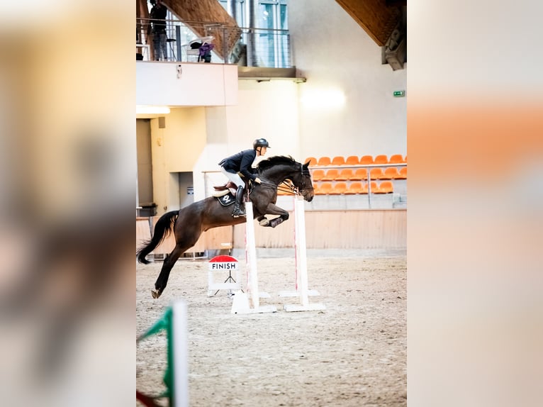 Zangersheide Caballo castrado 8 años 173 cm Castaño in radziejów