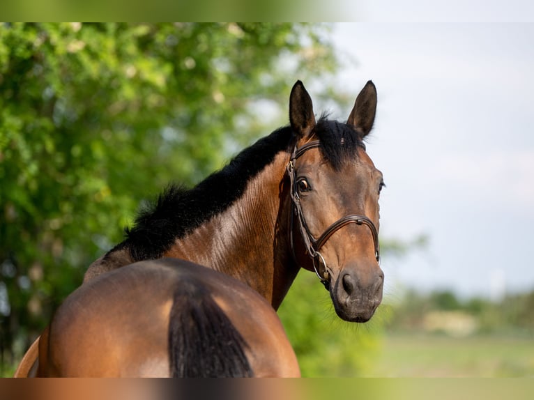 Zangersheide Caballo castrado 8 años 173 cm Castaño in radziejów