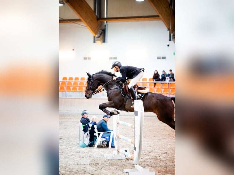 Zangersheide Caballo castrado 8 años 173 cm Castaño in radziejów