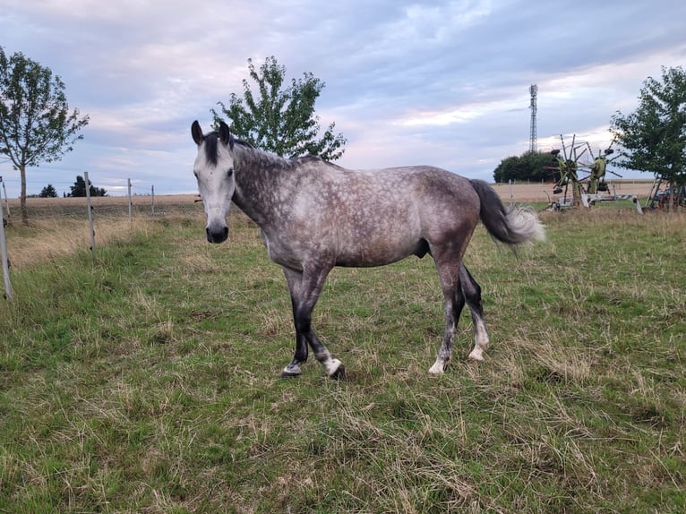 Zangersheide Caballo castrado 8 años 173 cm Tordo in Heistenbach
