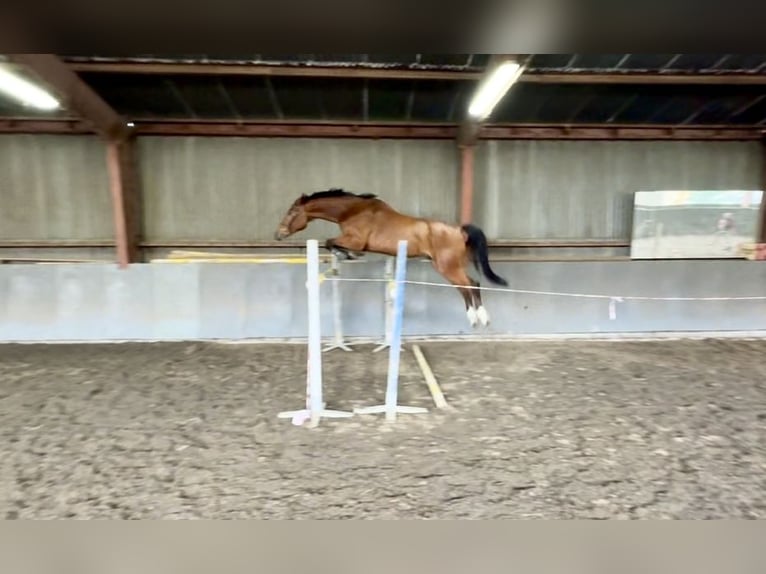 Zangersheide Caballo castrado 8 años 174 cm Castaño in Prague