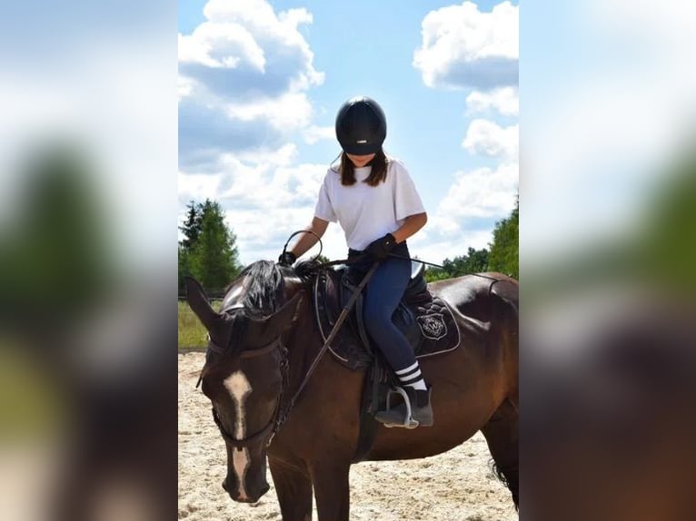Zangersheide Caballo castrado 8 años 174 cm Castaño oscuro in Pawłów Górny