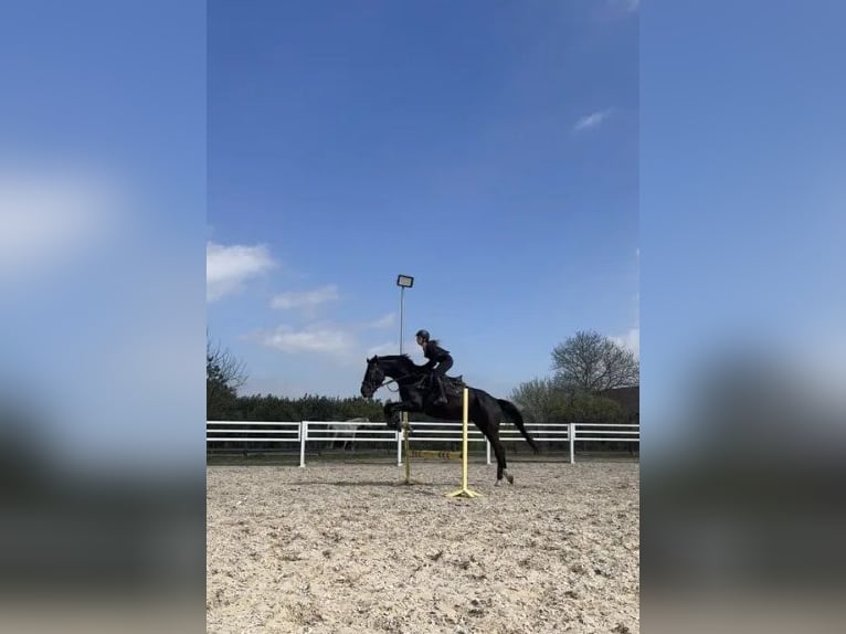 Zangersheide Caballo castrado 8 años 174 cm Castaño oscuro in Pawłów Górny