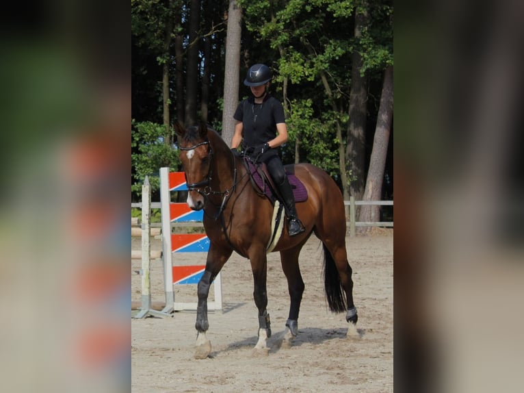 Zangersheide Caballo castrado 8 años 175 cm Castaño oscuro in Heusden zolder