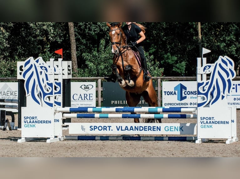 Zangersheide Caballo castrado 8 años 175 cm Castaño oscuro in Heusden zolder