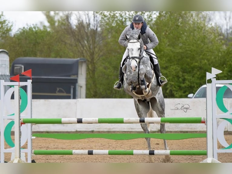 Zangersheide Caballo castrado 8 años 178 cm Tordo in Bad Doberan