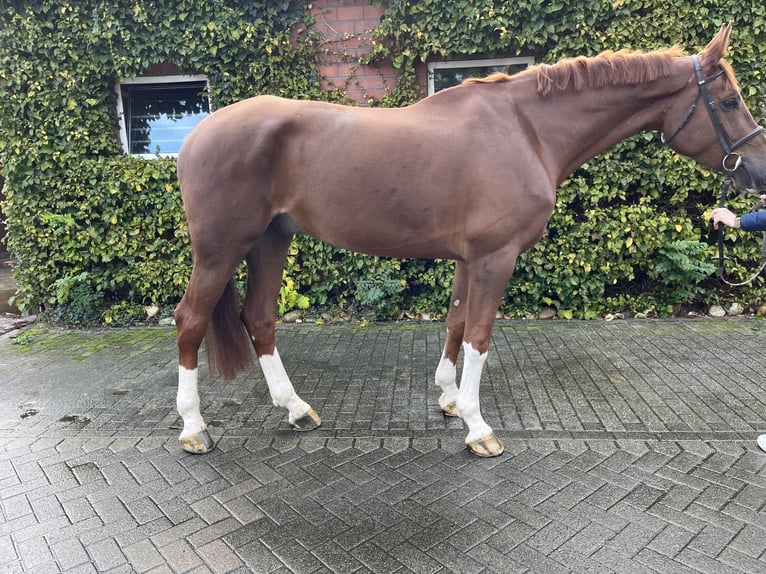 Zangersheide Caballo castrado 8 años 180 cm Alazán in Bottrop