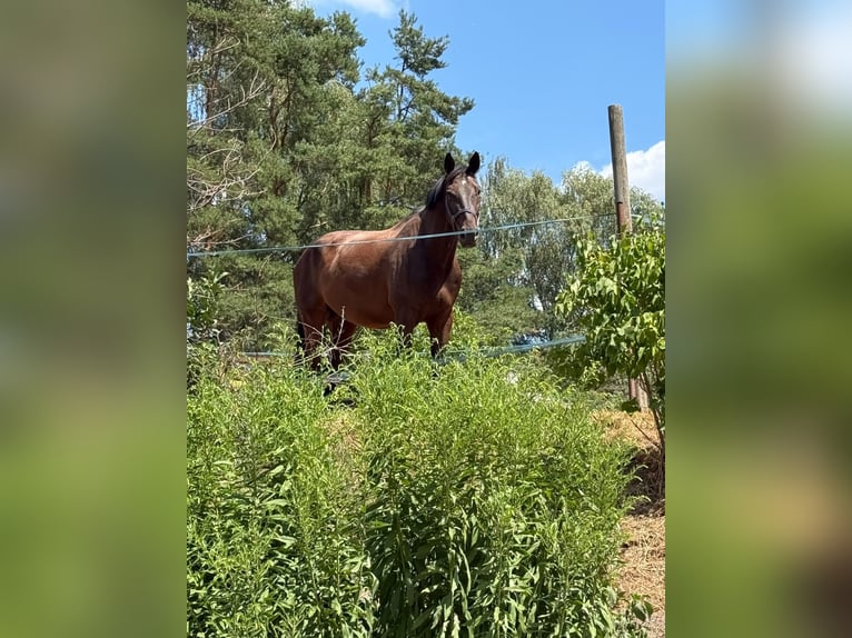 Zangersheide Caballo castrado 8 años 180 cm Castaño in Feucht
