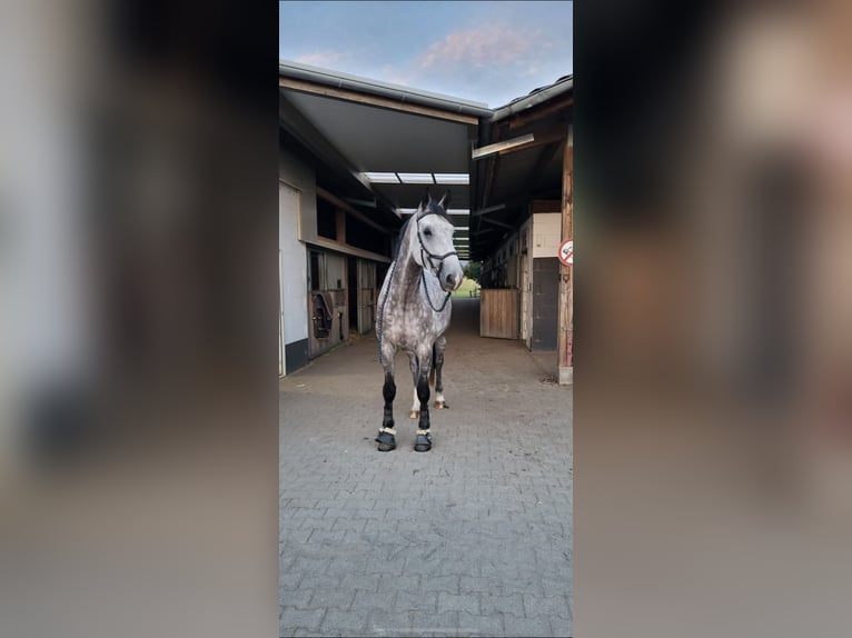 Zangersheide Caballo castrado 8 años 180 cm Tordo rodado in Heidelberg