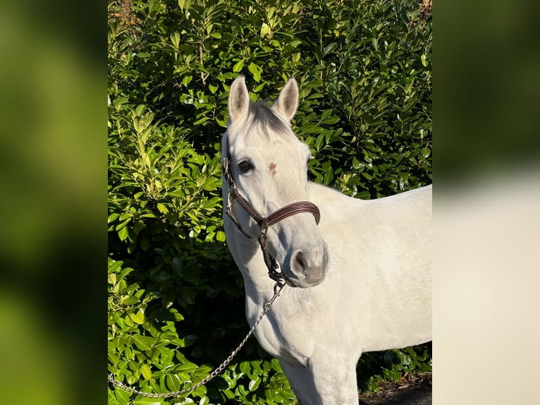Zangersheide Caballo castrado 8 años in Murg