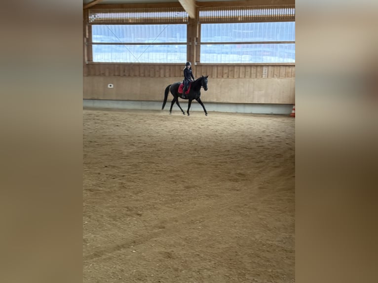Zangersheide Caballo castrado 8 años Castaño oscuro in Gammelshausen