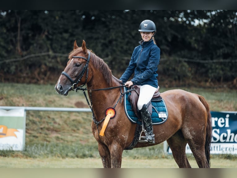 Zangersheide Caballo castrado 9 años 162 cm Alazán in Neuental