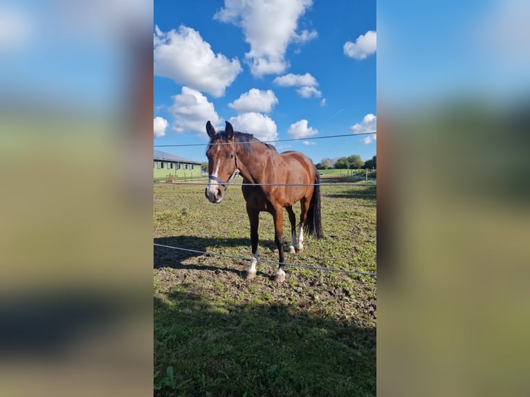 Zangersheide Caballo castrado 9 años 167 cm Castaño in Kiel