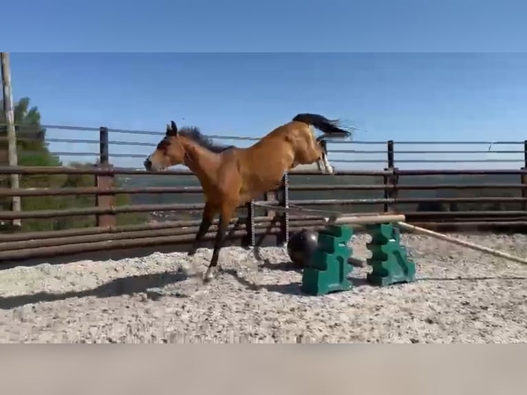 Zangersheide Caballo castrado 9 años 167 cm Castaño in Liege