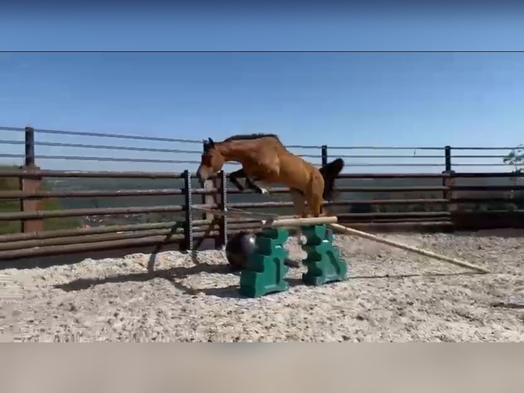 Zangersheide Caballo castrado 9 años 167 cm Castaño in Liege