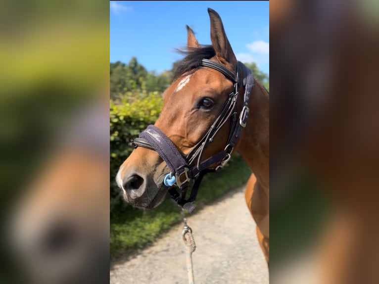Zangersheide Caballo castrado 9 años 167 cm Castaño in Liege