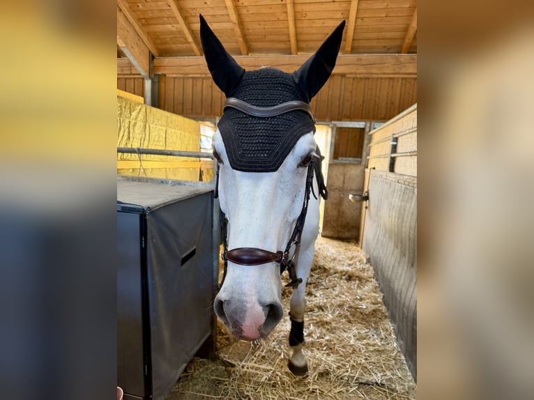Zangersheide Caballo castrado 9 años 167 cm Tordo in Stockerau