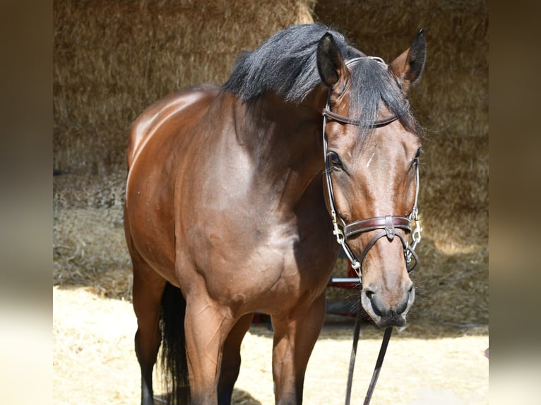 Zangersheide Caballo castrado 9 años 168 cm Castaño in Geilenkirchen