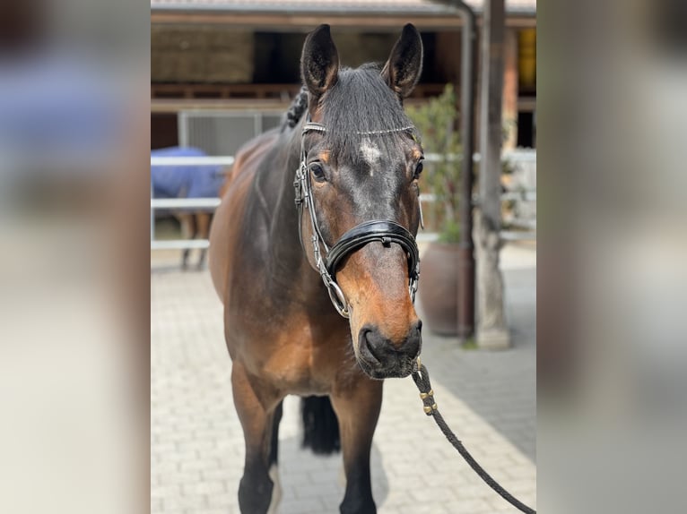 Zangersheide Caballo castrado 9 años 168 cm Castaño oscuro in Reinach AG