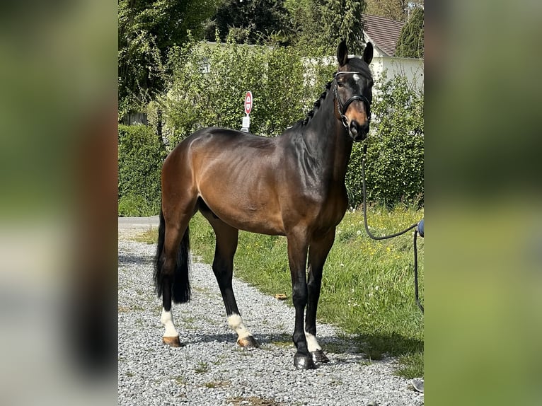 Zangersheide Caballo castrado 9 años 168 cm Castaño oscuro in Reinach AG