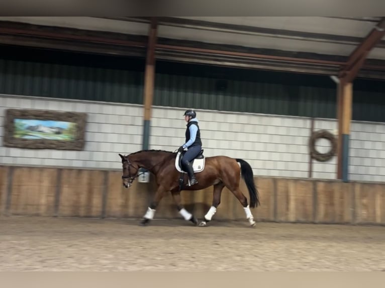 Zangersheide Caballo castrado 9 años 169 cm Castaño in Oud Gastel