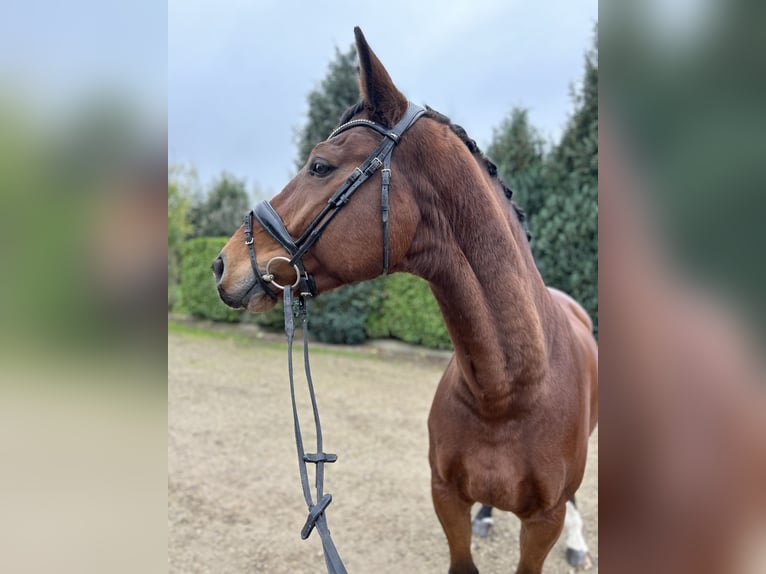 Zangersheide Caballo castrado 9 años 169 cm Castaño in Oud Gastel