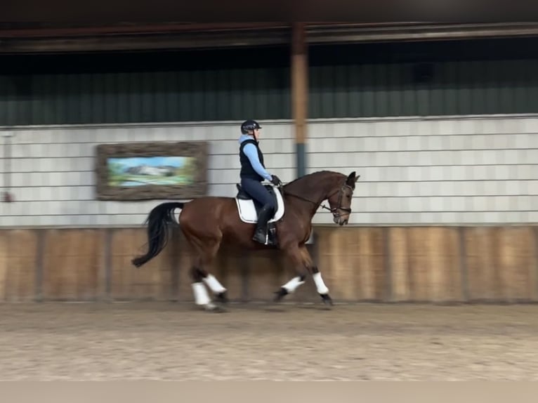 Zangersheide Caballo castrado 9 años 169 cm Castaño in Oud Gastel