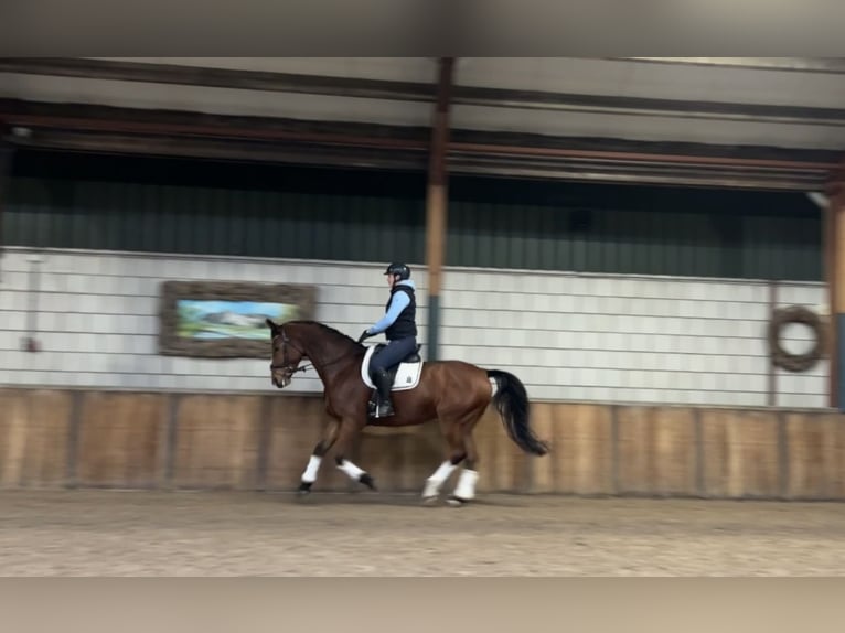 Zangersheide Caballo castrado 9 años 169 cm Castaño in Oud Gastel