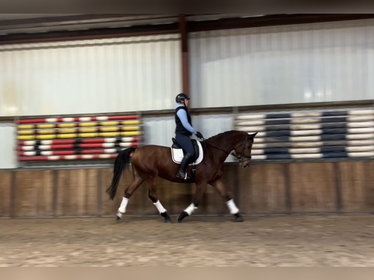 Zangersheide Caballo castrado 9 años 169 cm Castaño in Oud Gastel