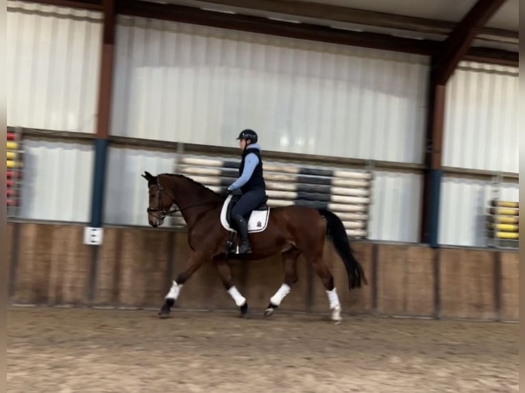 Zangersheide Caballo castrado 9 años 169 cm Castaño in Oud Gastel