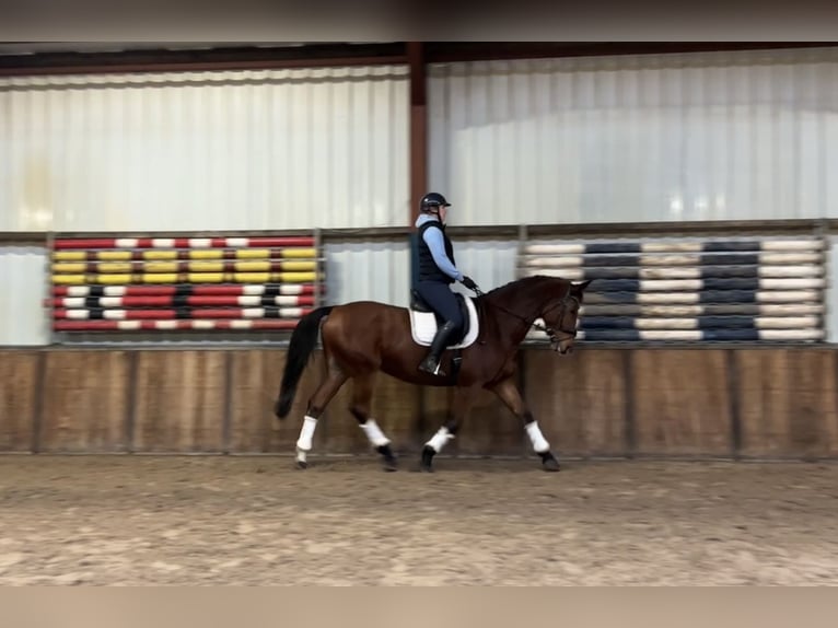 Zangersheide Caballo castrado 9 años 169 cm Castaño in Oud Gastel