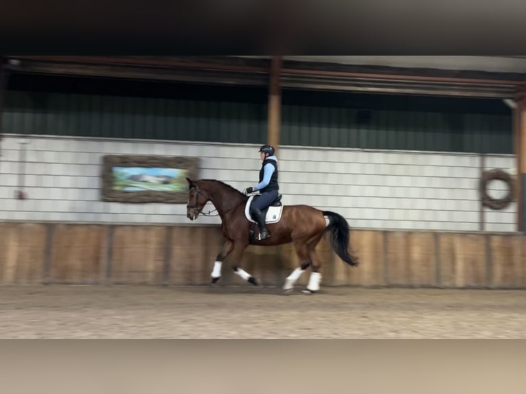 Zangersheide Caballo castrado 9 años 169 cm Castaño in Oud Gastel