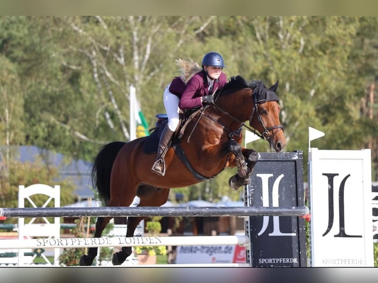 Zangersheide Caballo castrado 9 años 170 cm Castaño in Brest