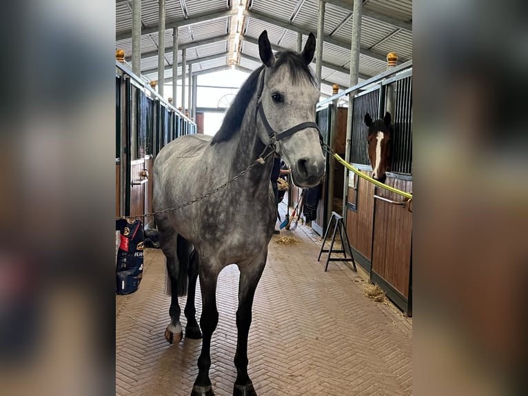 Zangersheide Caballo castrado 9 años 170 cm Tordo rodado in Maglie